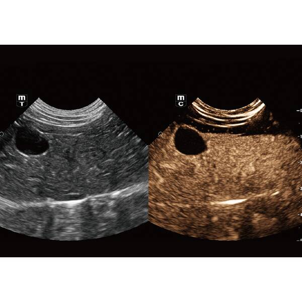 Vetus 9 Gold УЗД апарат для тварин Mindray Animal, рис. 4